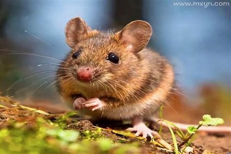 梦见老鼠跑来跑