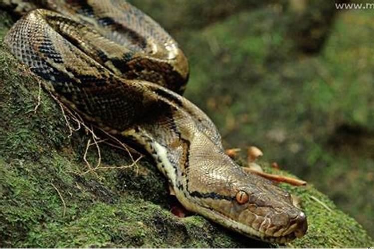 孕妇梦到大蟒蛇追自己预示着什么