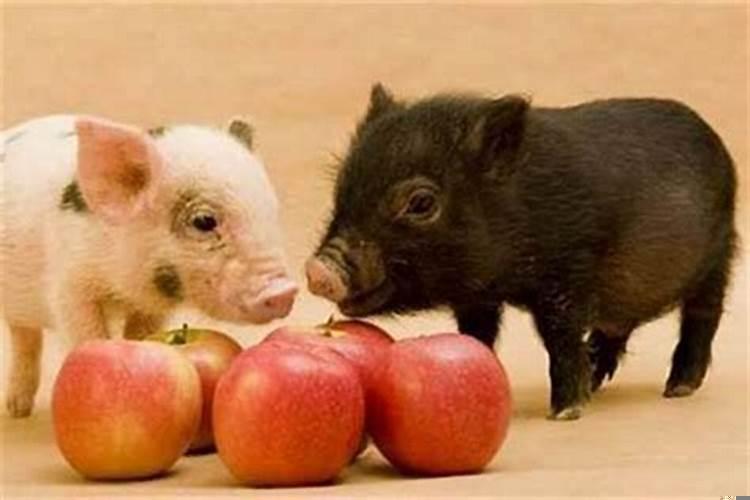 属猪与属猪能结婚吗