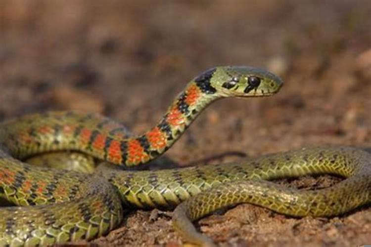 为什么说牛和蛇是天敌呢