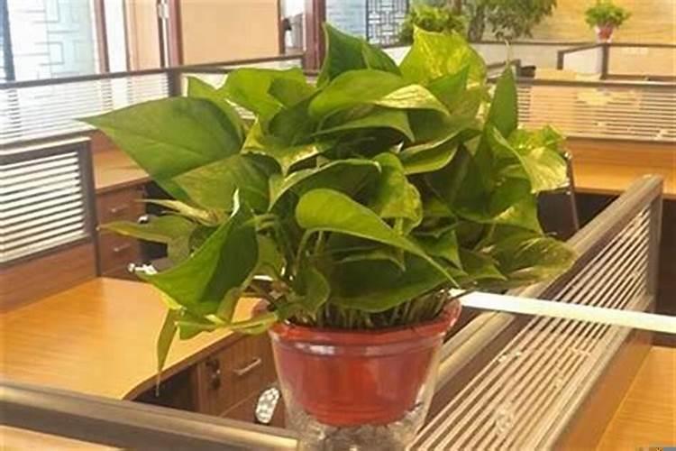 办公室风水植物防小人