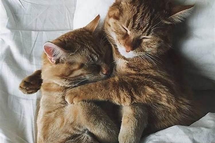 梦到和猫很亲近