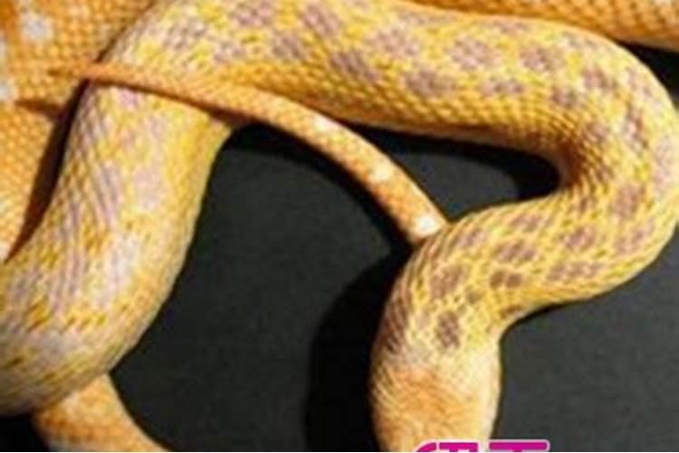 水命蛇是什么意思