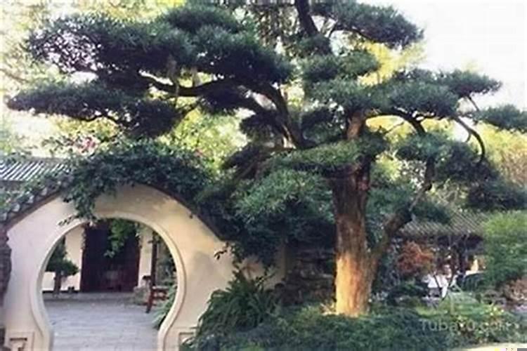 自家门前栽什么树风水好点