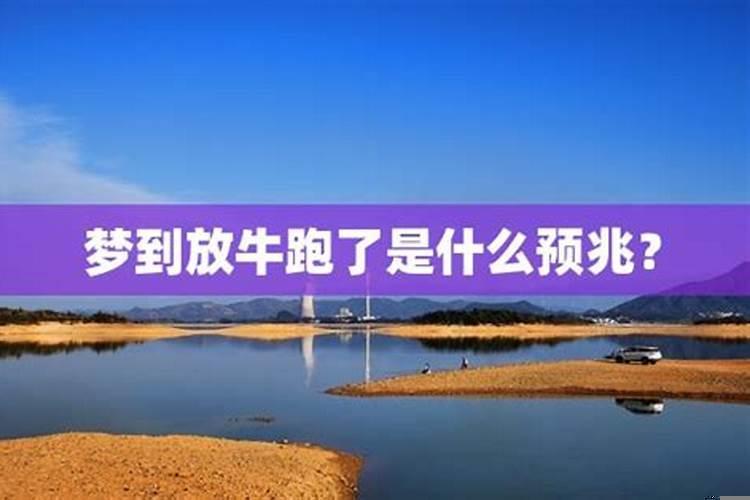 梦见放牛什么意思?