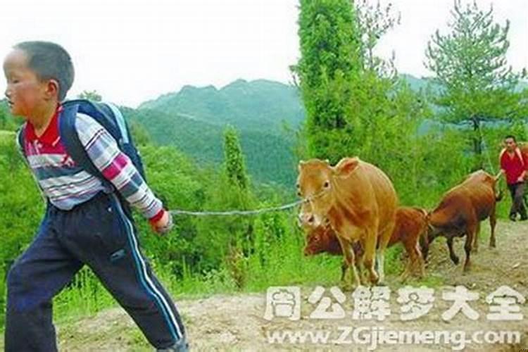 梦见放牛什么意思?