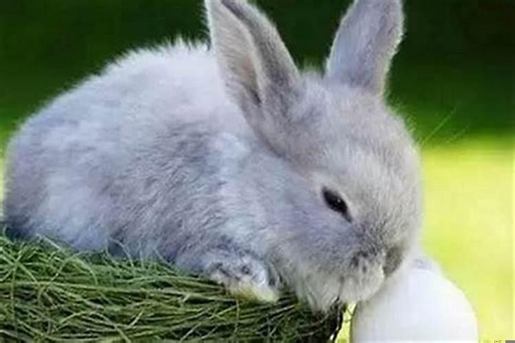 鼠跟鼠合不合财一起做生意