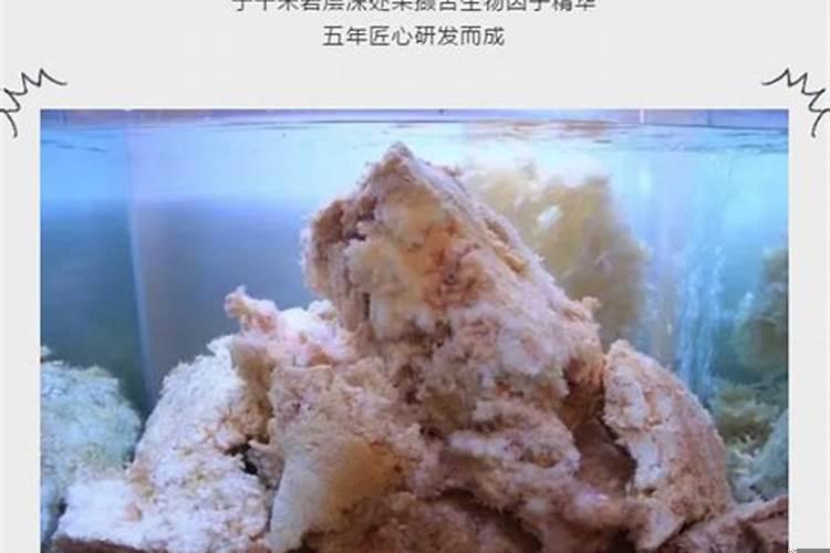 石太岁的种类