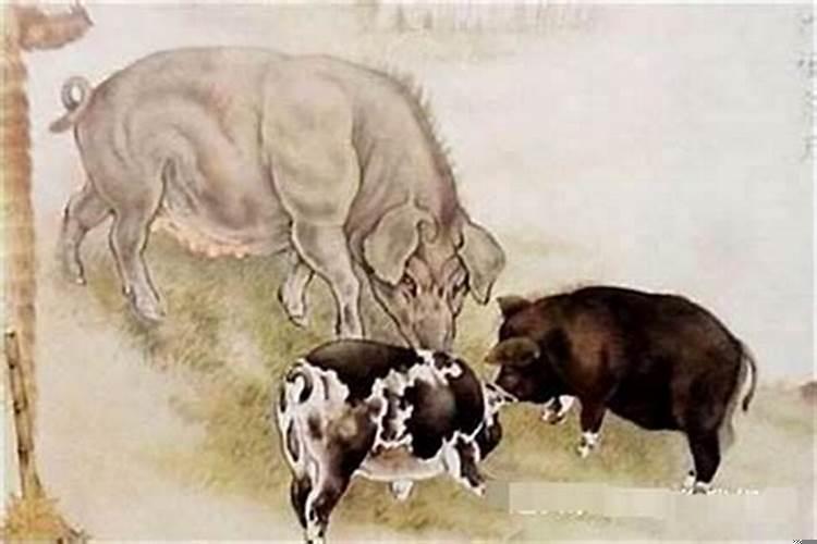 男猪配女猪婚姻状况