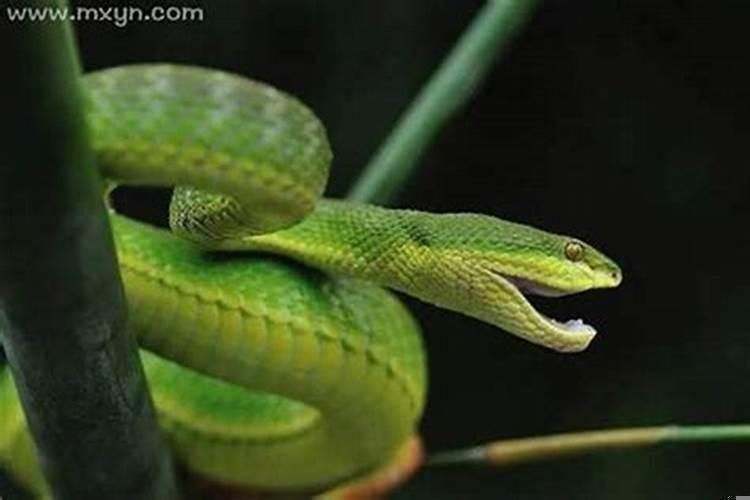 梦见蛇要咬我是什么预兆