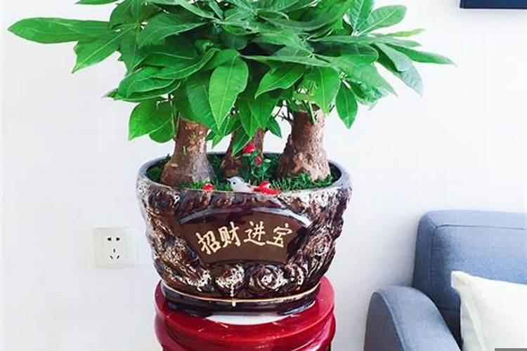 家里养一些什么植物比较好
