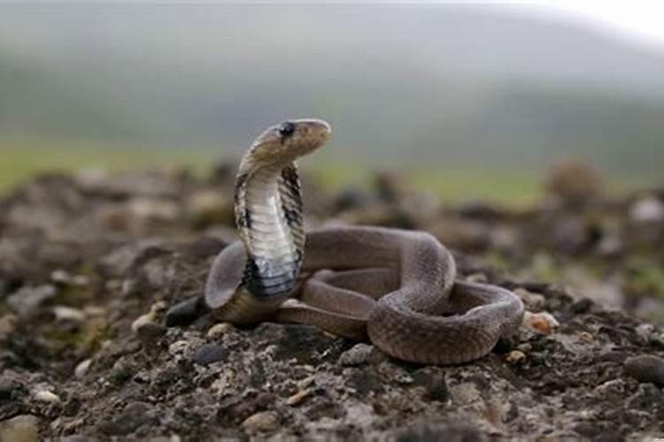 梦见蛇要咬我是什么预兆