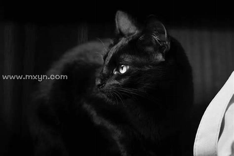 梦到黑色猫什么意思