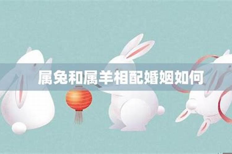 属羊的和属兔的相配吗婚姻
