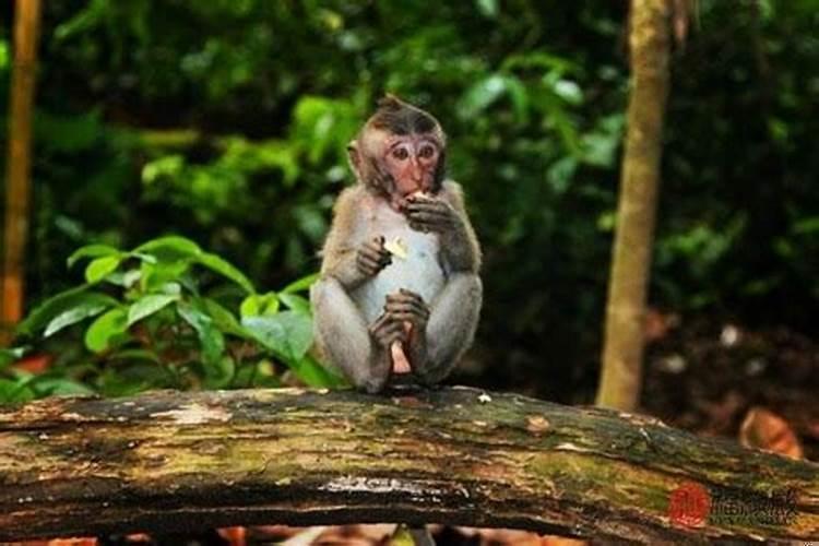 68年男猴和76年女龙婚姻