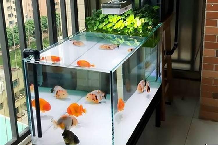 从长方形鱼缸侧面看到的鱼是