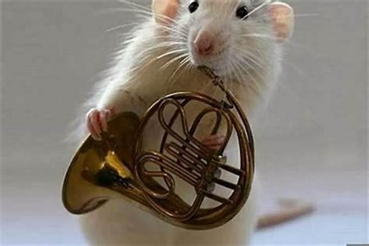 84年属鼠女戴什么招财运