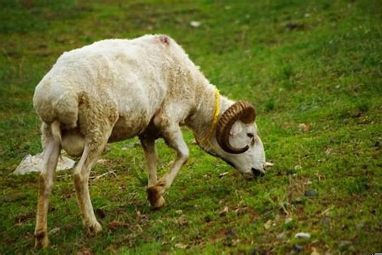 属羊和属鸡的合不合母女