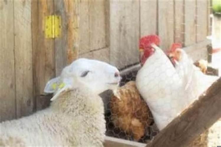 属羊和属鸡的合不合母女