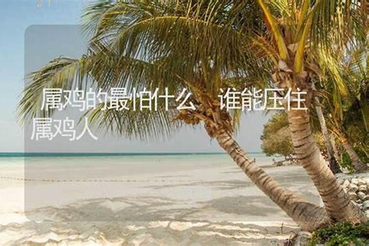 属鸡的人最怕什么生肖