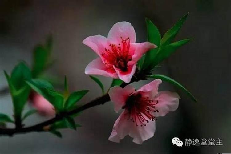 风水如何旺桃花