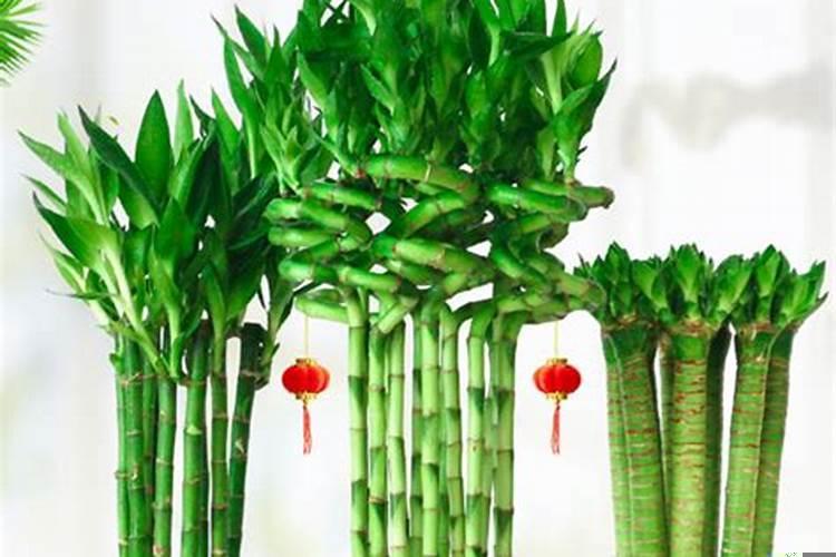 开运竹的摆放风水