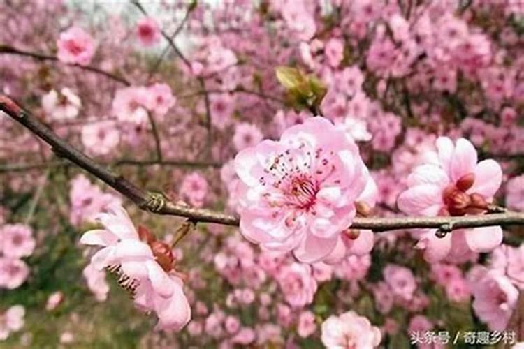 怎么才能避开烂桃花