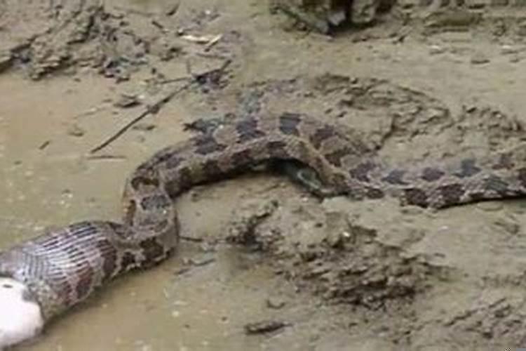 梦到奶奶头上流血