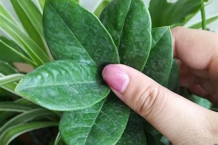 金钱树可以种室内吗，如何种好