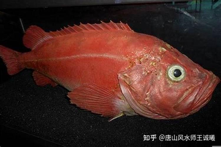 梦见红色鱼是什么意思