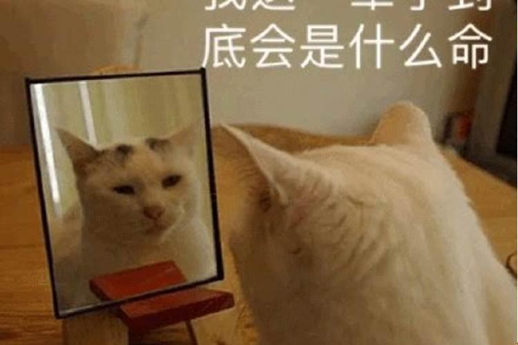 你是什么命?
