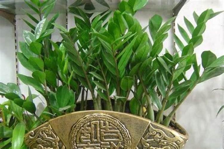 金钱树可以种室内吗，如何种好
