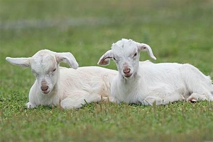 羊和狗相配吗婚姻好吗