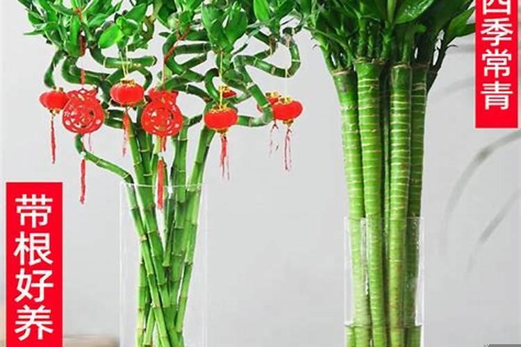 开运竹的摆放风水