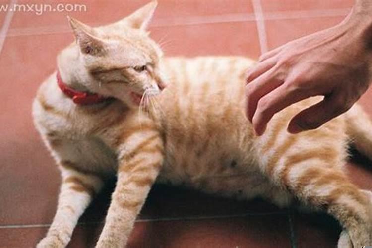 孕妇梦见被猫抓伤是啥意思啊