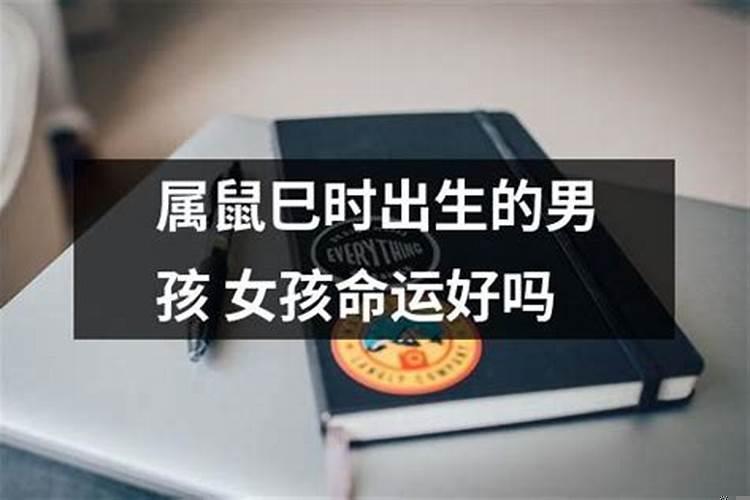 属鼠的命运好吗