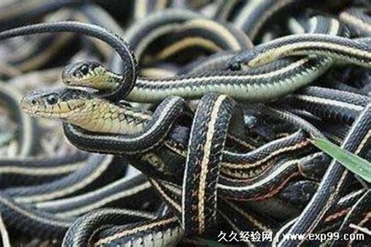 男人梦见蛇寓意什么