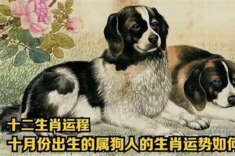 十月运程狗最旺猜一肖
