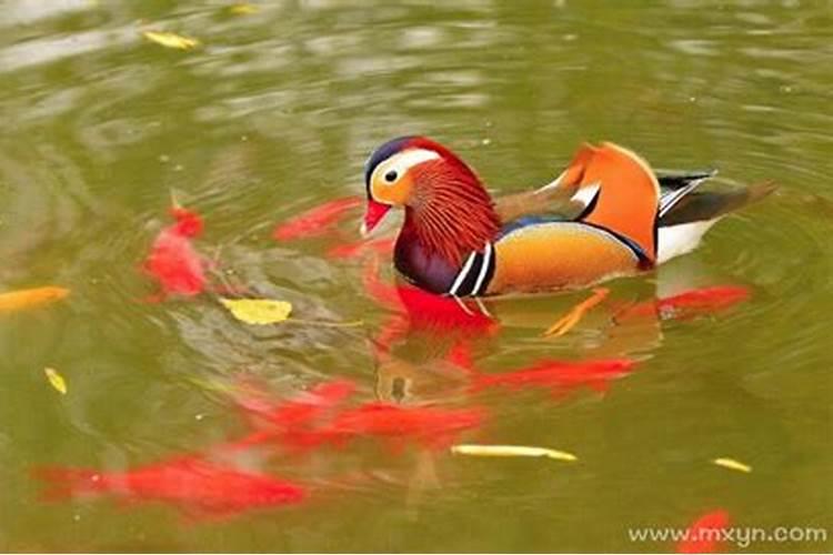 孕妇梦到小红鱼是女孩吗