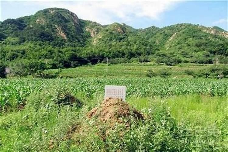 坟上长树怎么办