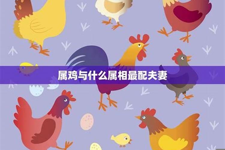 鸡与什么婚配是否合适