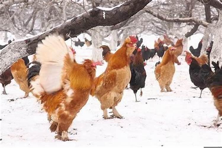 1993属鸡2025年结婚吉日