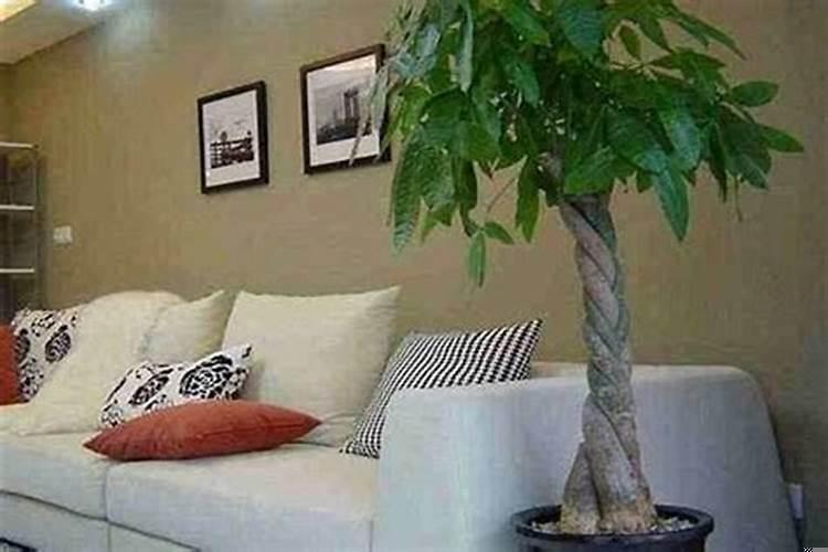 属兔客厅摆什么最旺财