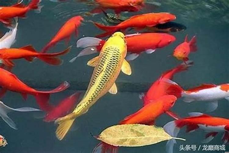 在家养鱼有什么风水吗