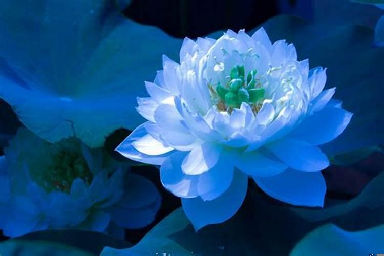 十二生肖谁的情商最高