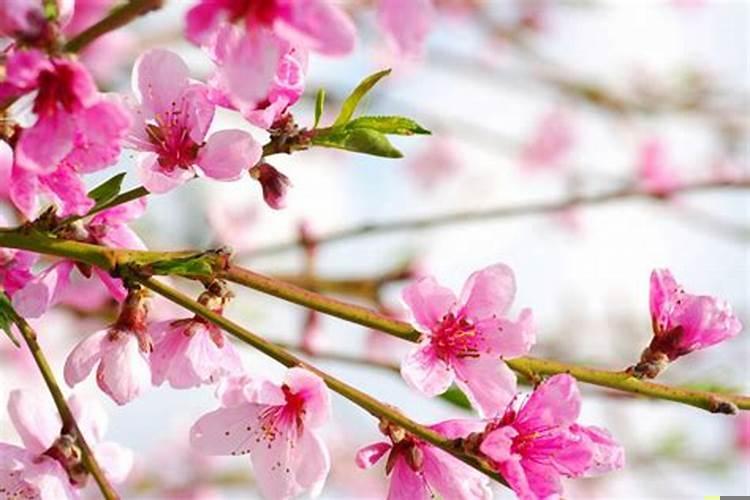 十二生肖谁的情商最高