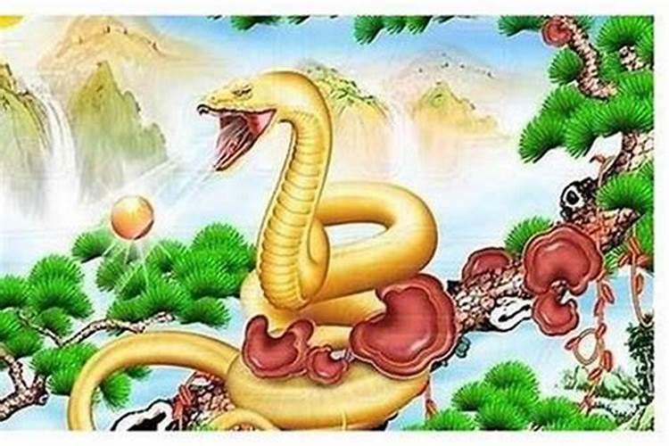 属相蛇和虎属相合不合