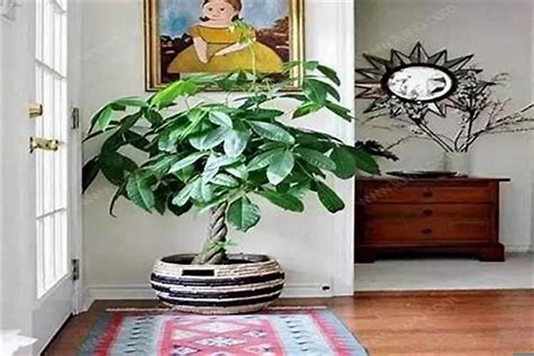 财位应该放什么花