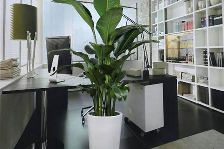 办公室放什么大型植物风水好