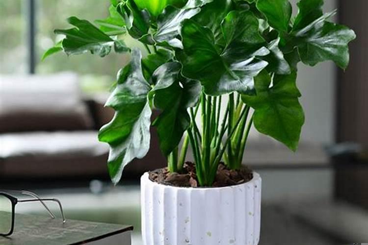 什么花奉香招财又好养